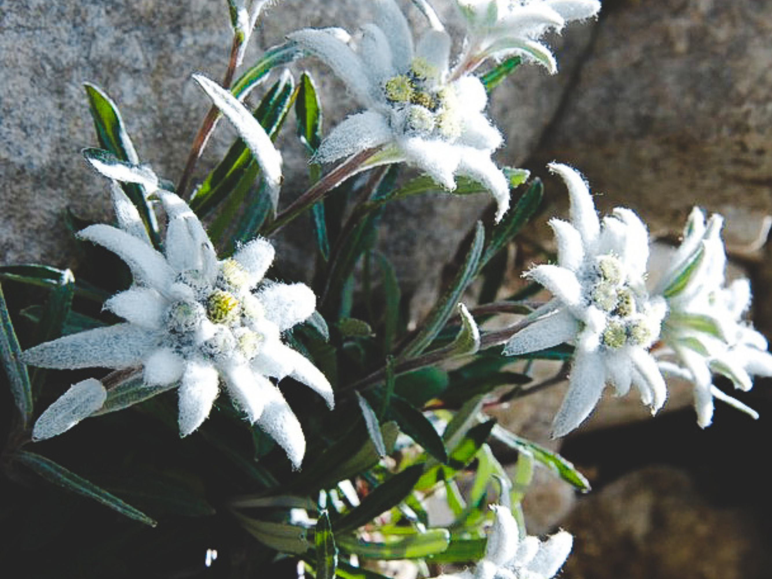 Collana Stella Alpina