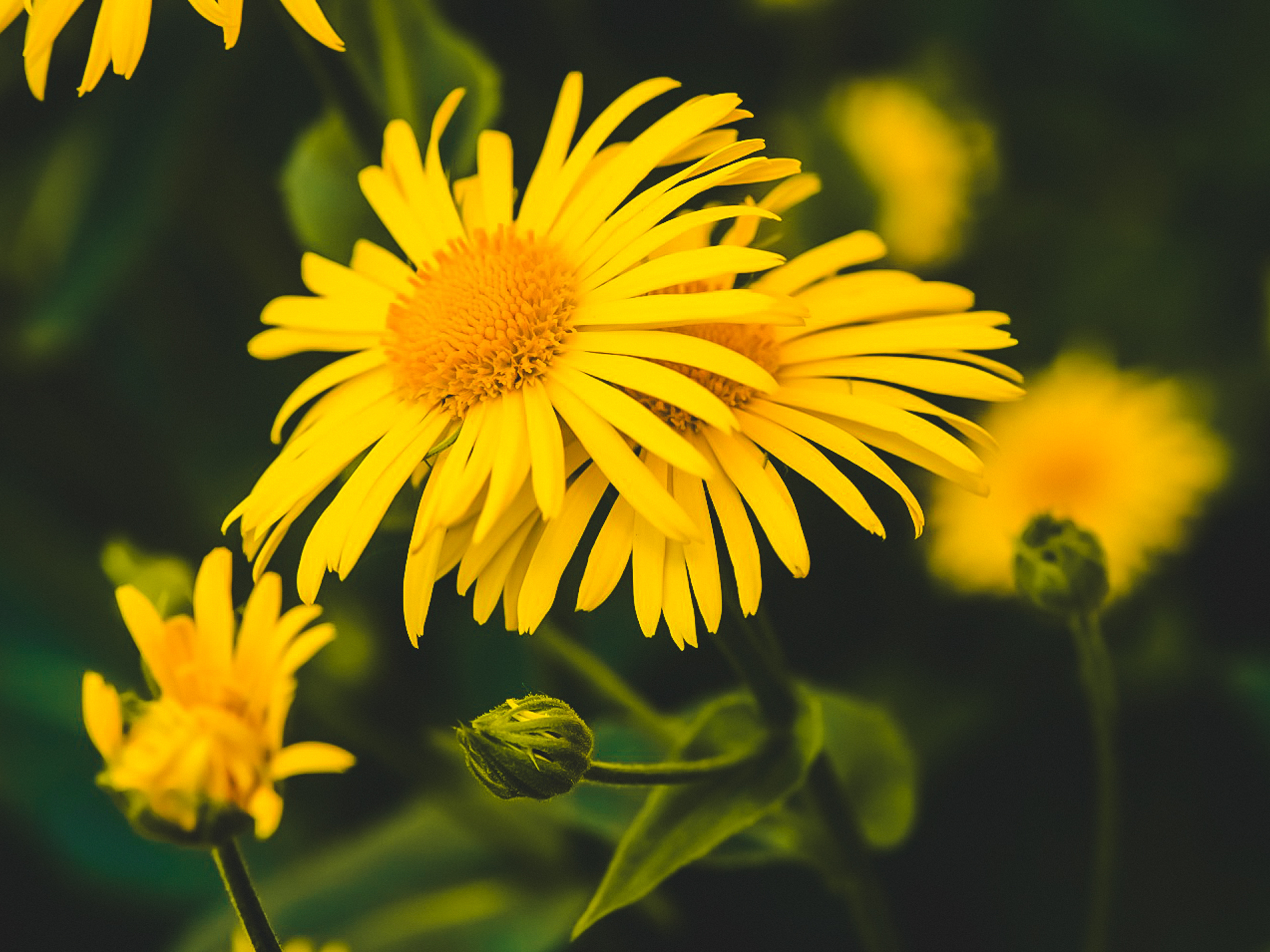 Bracciale Arnica