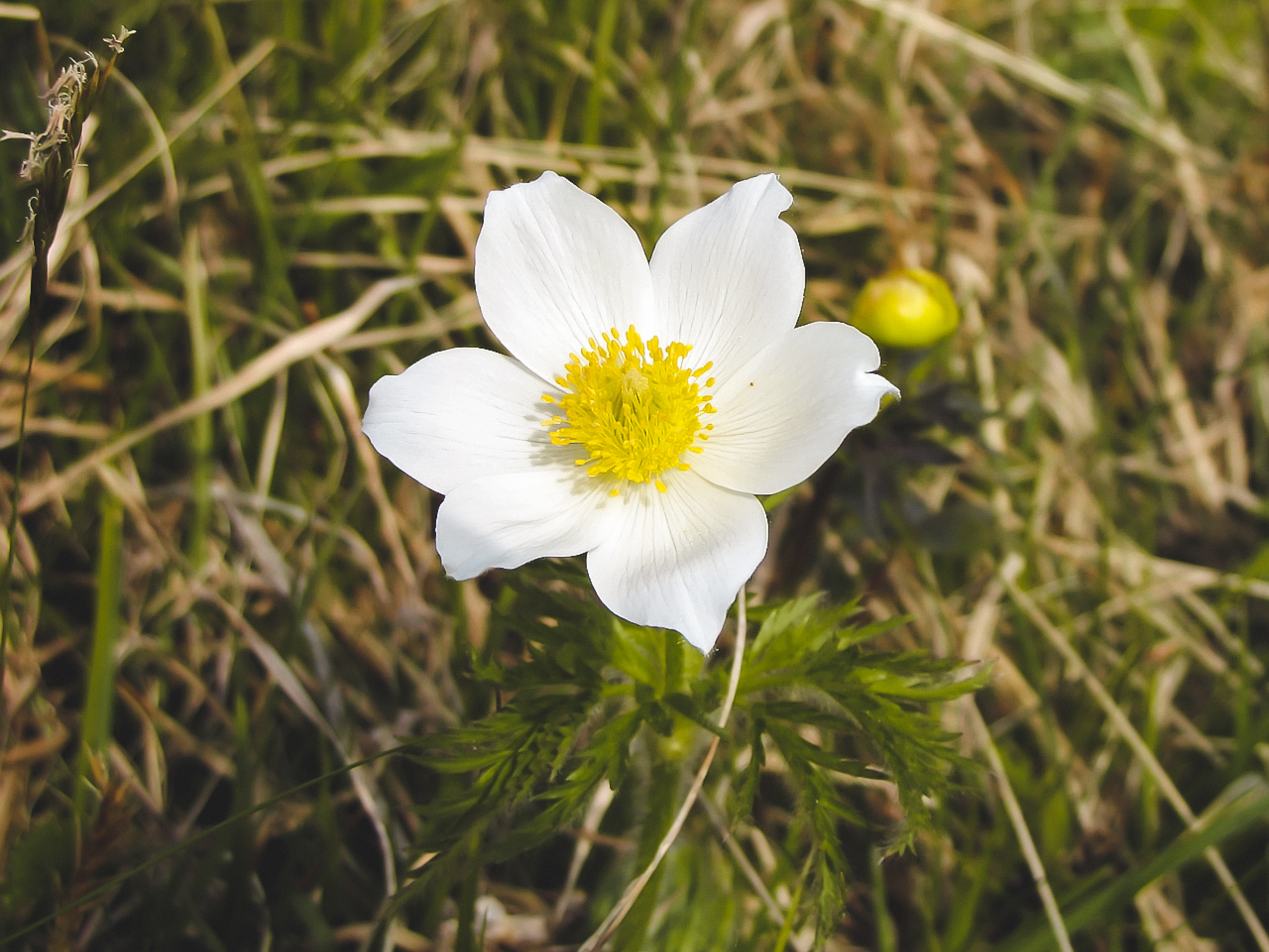 Bracciale Anemone