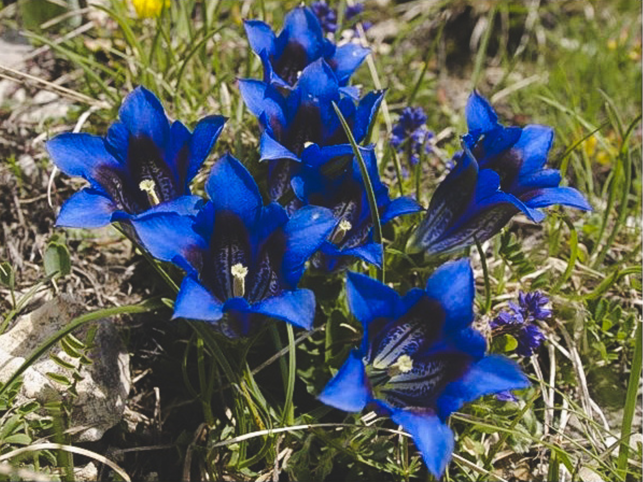 Bracciale Genziana